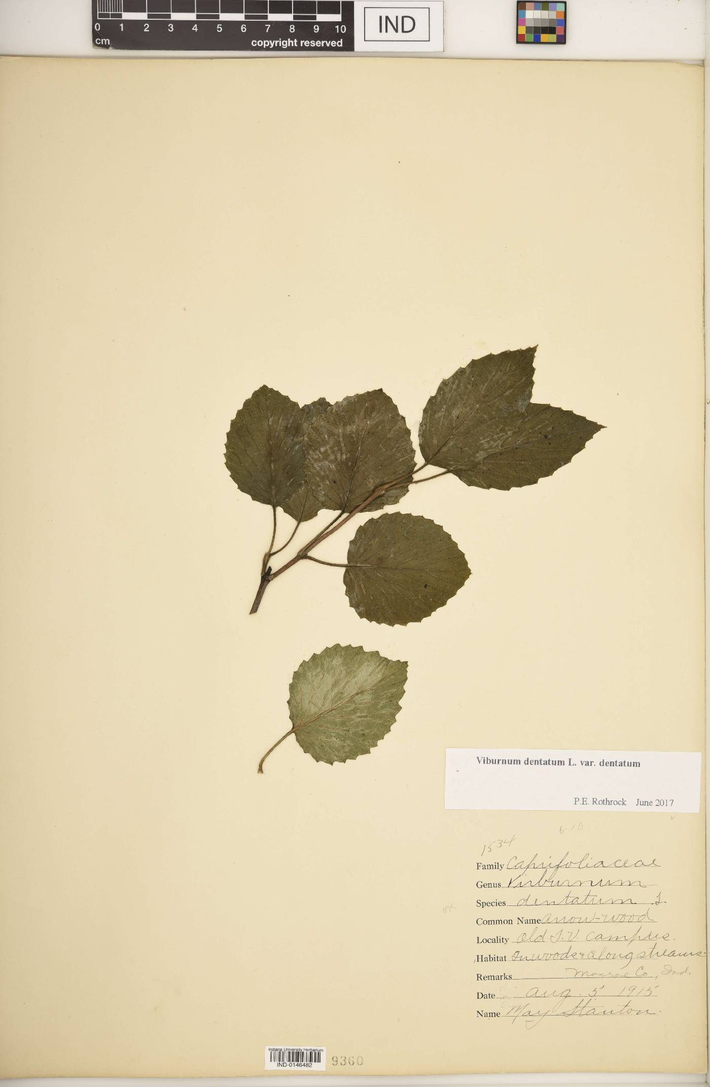 Viburnum dentatum var. dentatum image