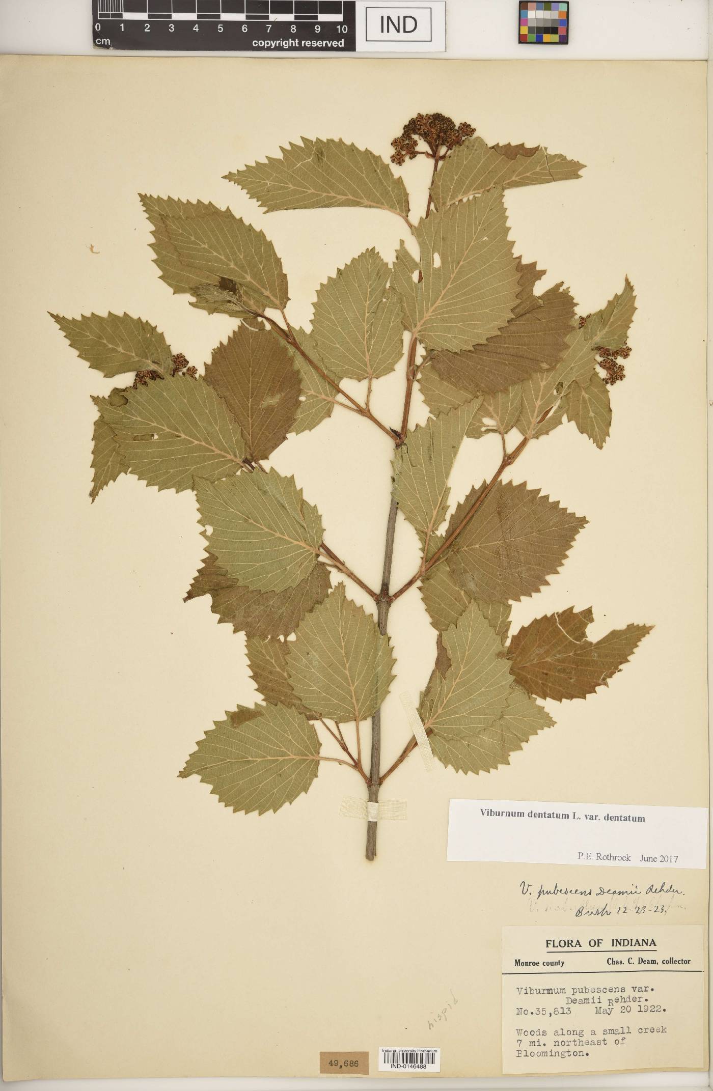 Viburnum dentatum var. dentatum image