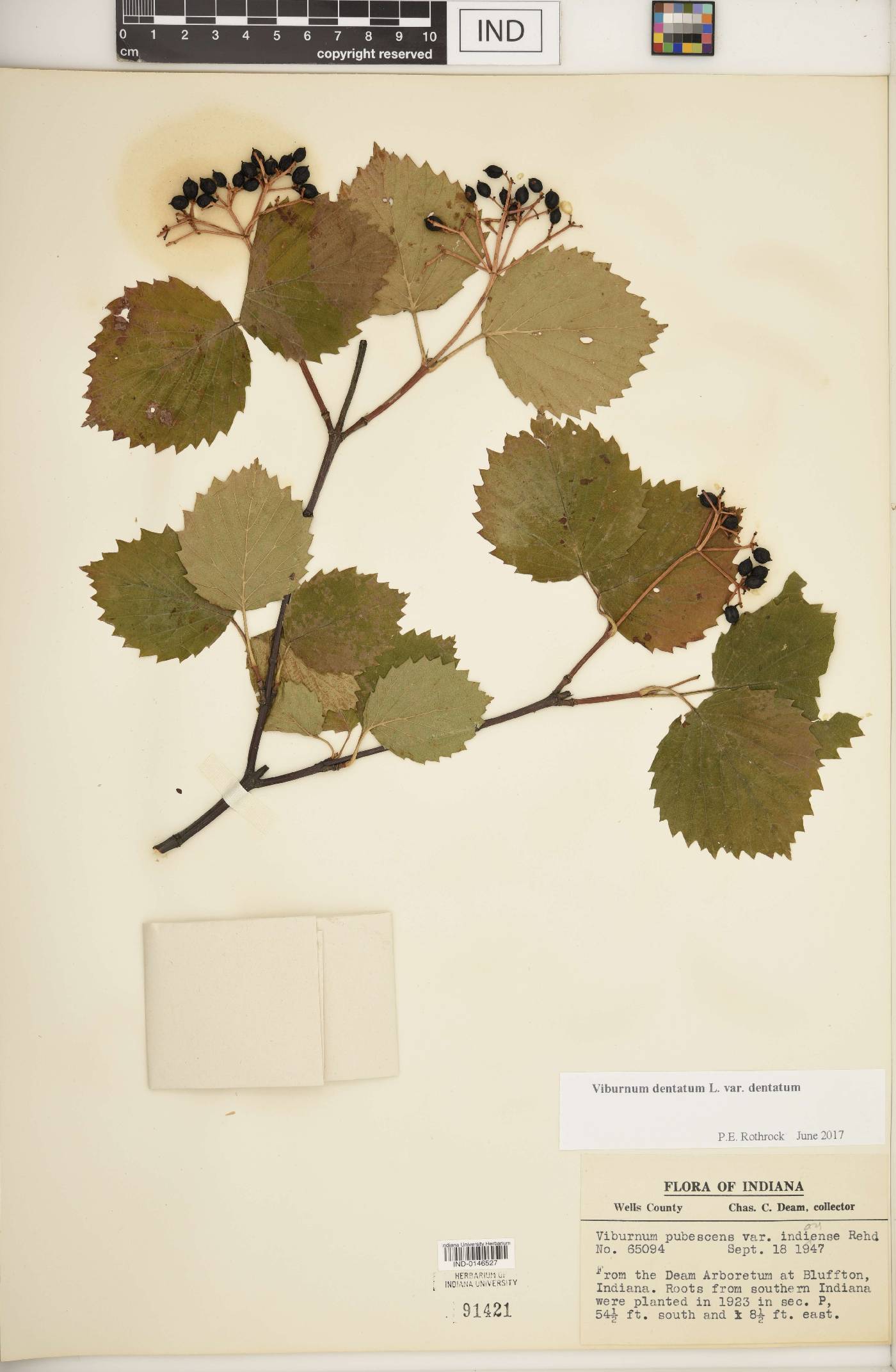 Viburnum dentatum var. dentatum image