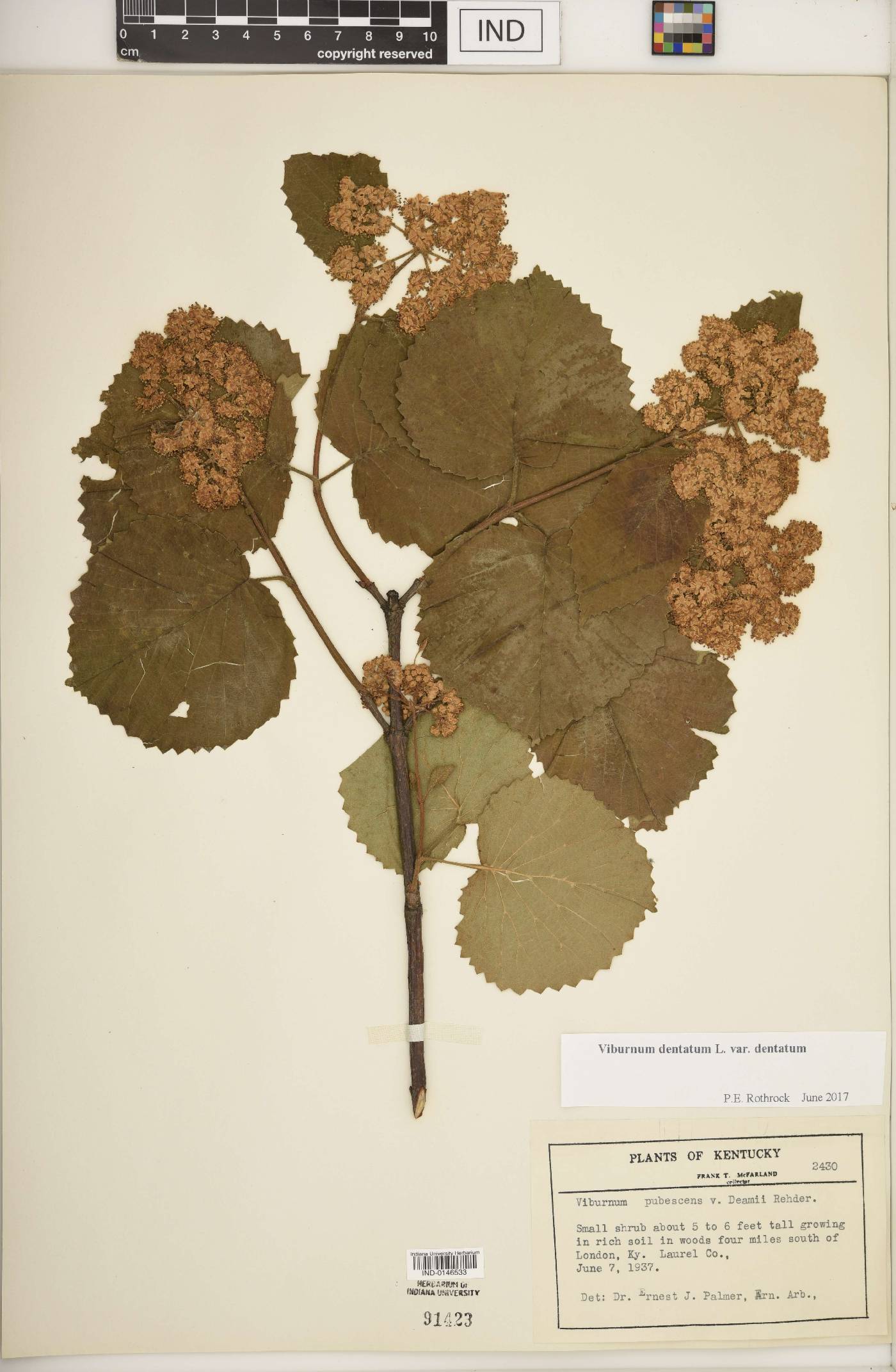 Viburnum dentatum var. dentatum image
