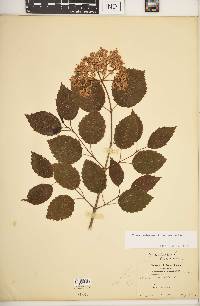 Viburnum dentatum var. lucidum image