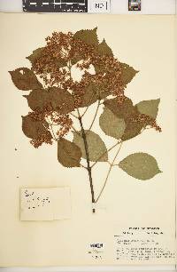 Viburnum dilatatum image