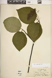 Viburnum lantanoides image