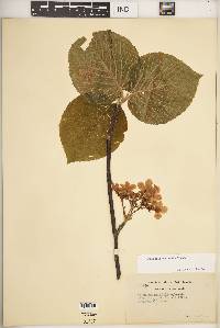 Viburnum lantanoides image