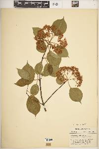 Viburnum lentago image