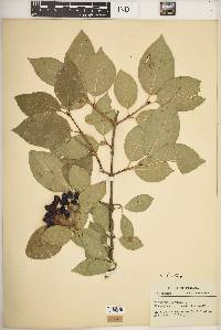 Viburnum lentago image