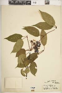 Viburnum lentago image