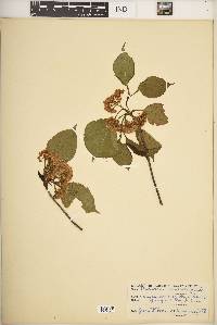 Viburnum lentago image