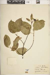 Viburnum lentago image