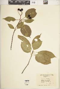 Viburnum lentago image