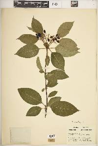 Viburnum lentago image