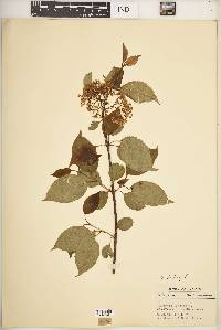 Viburnum lentago image