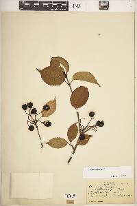 Viburnum lentago image