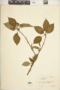 Viburnum lentago image