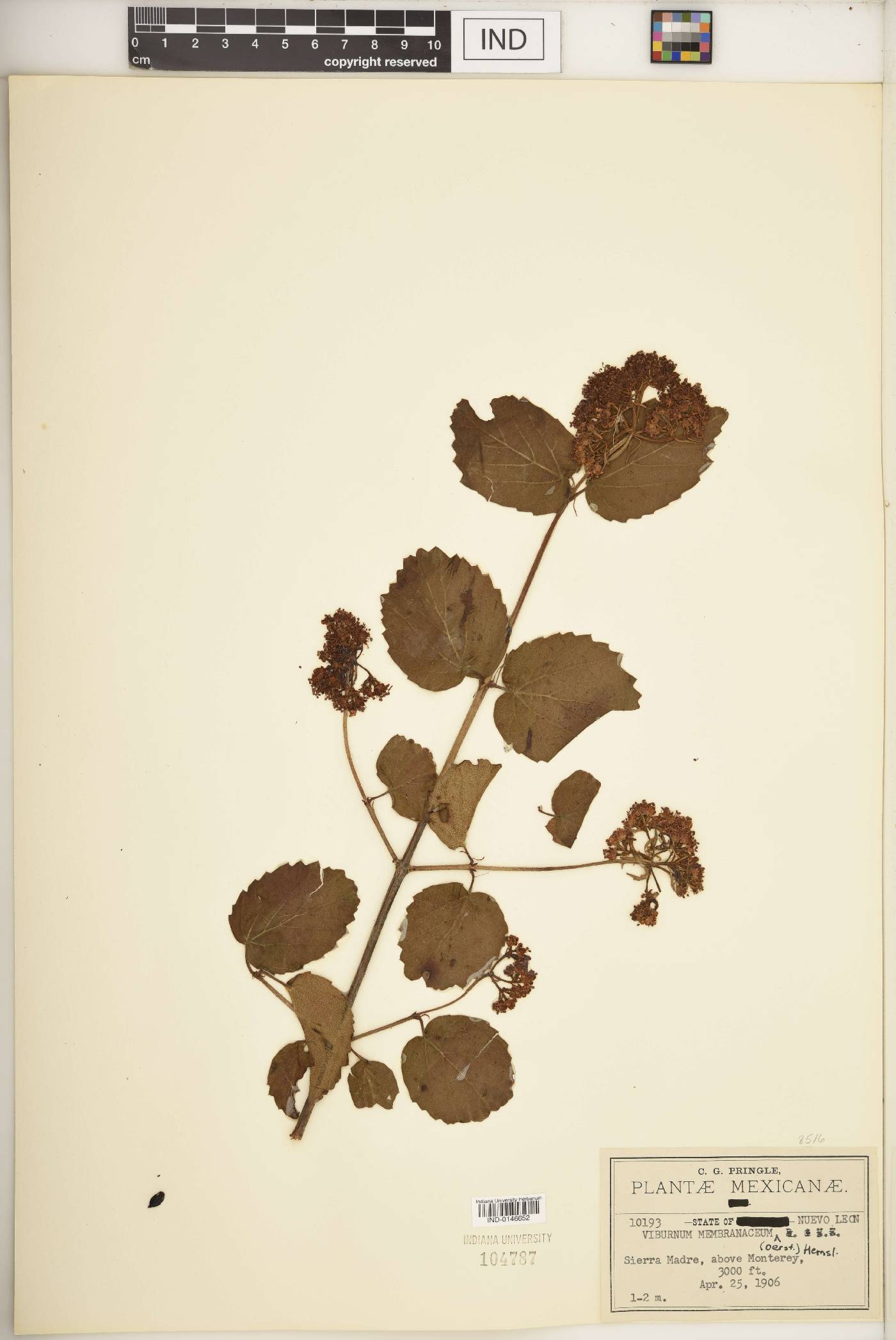 Viburnum membranaceum image