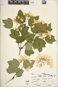 Viburnum opulus image