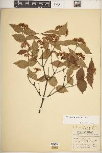 Viburnum rafinesqueanum image