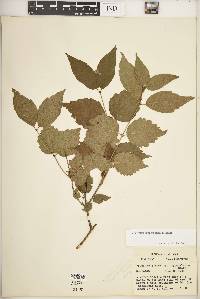 Viburnum rafinesqueanum image