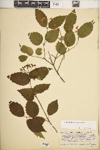 Viburnum rafinesqueanum image