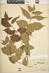 Viburnum rafinesqueanum image