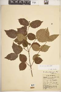 Viburnum rafinesqueanum image