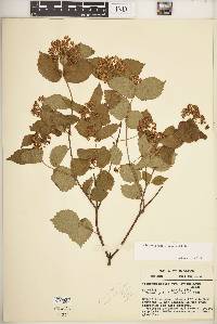 Viburnum rafinesqueanum image