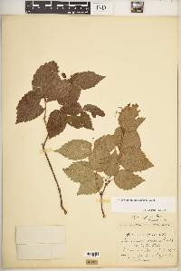 Viburnum rafinesqueanum image