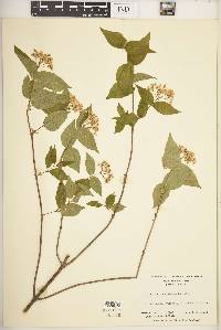 Viburnum rafinesqueanum image