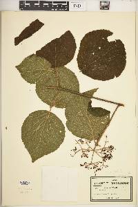 Image of Viburnum rhombifolium