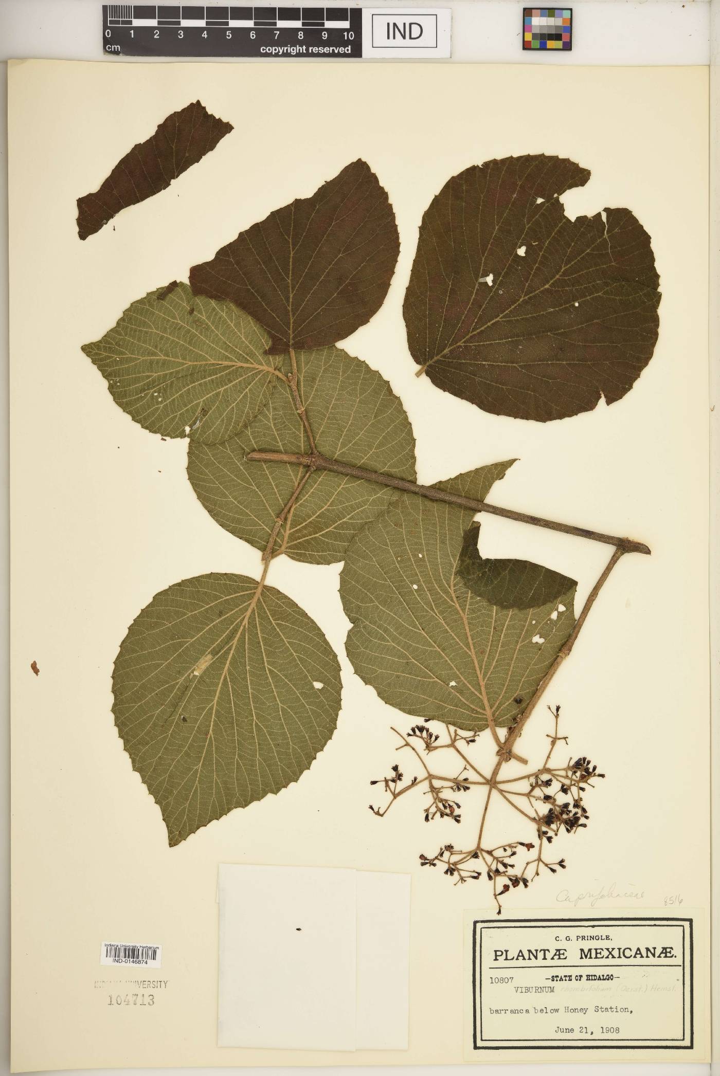 Viburnum rhombifolium image