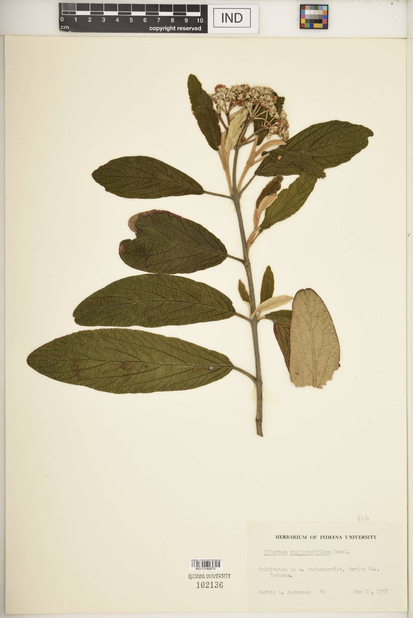 Viburnum rhytidophyllum image