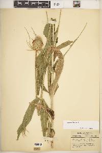 Dipsacus fullonum image