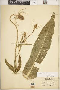 Dipsacus fullonum image