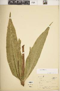 Dipsacus fullonum image