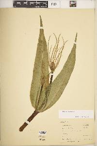 Dipsacus fullonum image