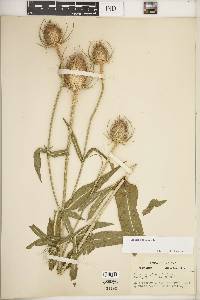 Dipsacus fullonum image