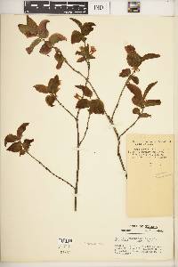 Lonicera canadensis image