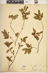 Lonicera canadensis image