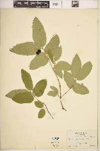 Lonicera canadensis image