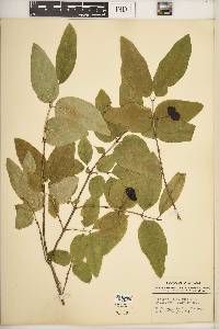 Lonicera canadensis image