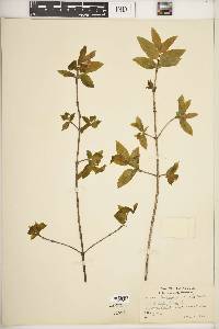 Lonicera canadensis image