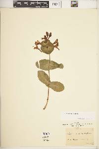 Lonicera caprifolium image