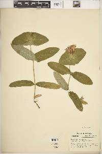 Lonicera dioica image