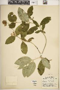 Lonicera dioica image