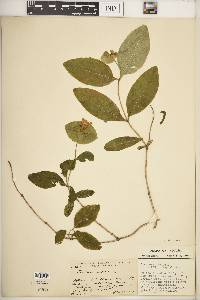 Lonicera dioica image