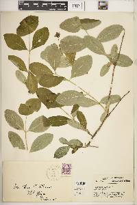 Lonicera dioica image