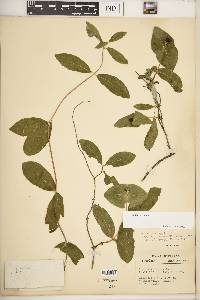 Lonicera dioica image