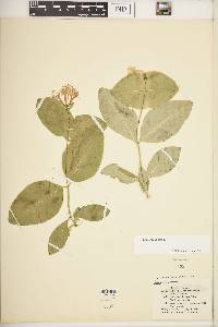 Lonicera dioica image