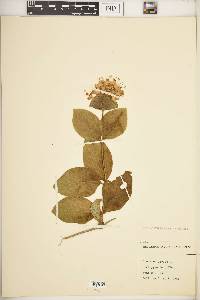 Lonicera dioica image