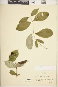 Lonicera dioica image